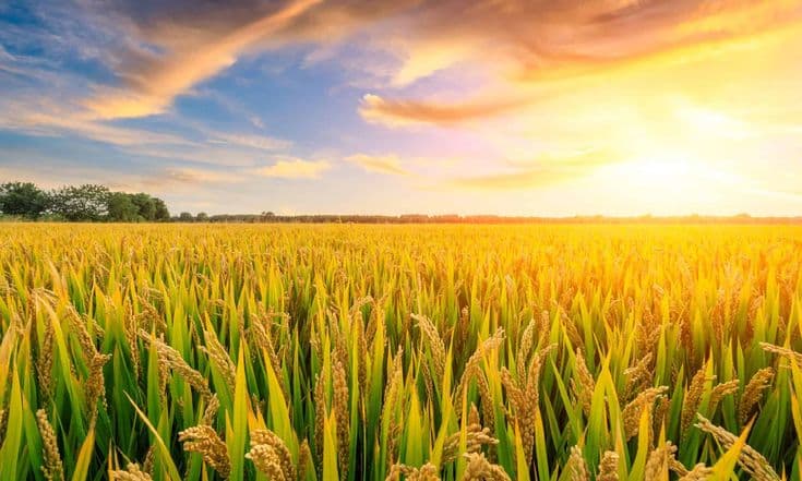 Biothrive Product in Field