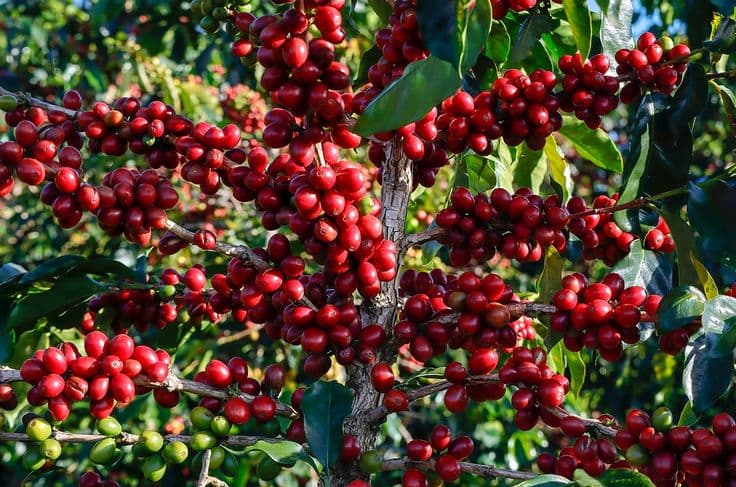Coffee Plants