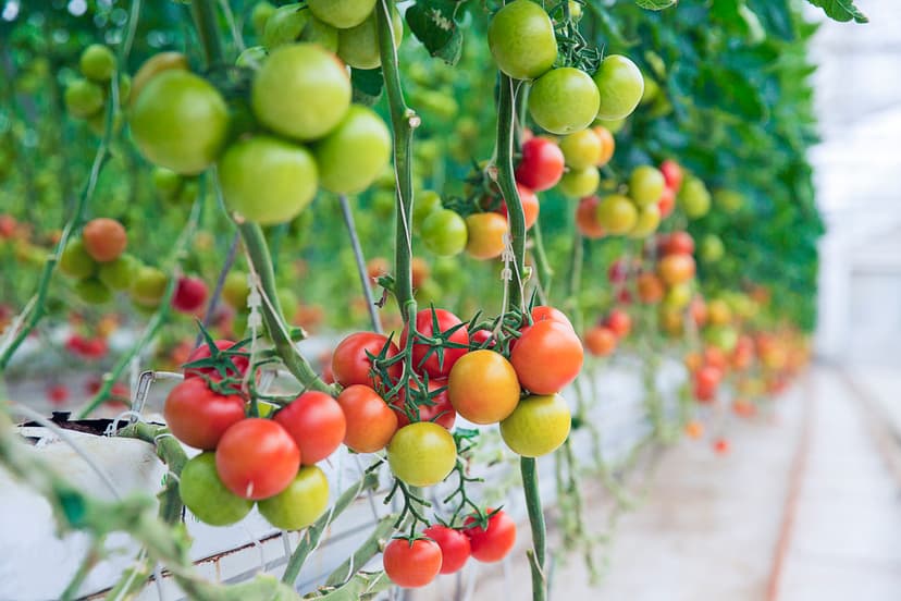 Horticultural Crops